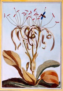 Sea Daffodil, c.1776